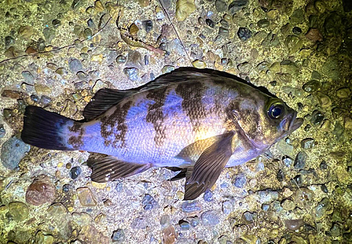 シロメバルの釣果