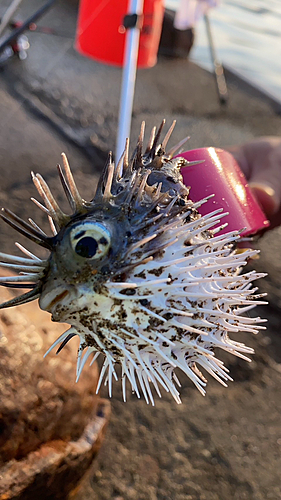 シマアジの釣果