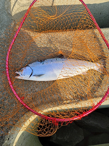 アイナメの釣果