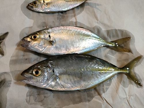 シマアジの釣果