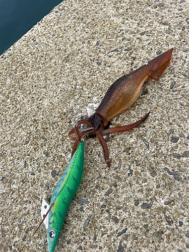 スルメイカの釣果