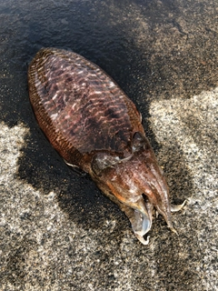 コウイカの釣果