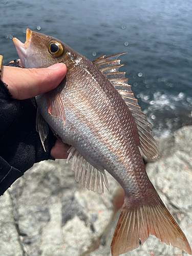 イトフエフキの釣果