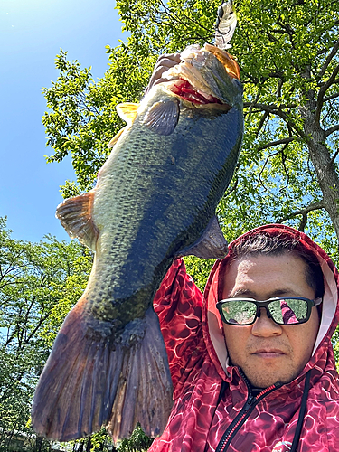 ブラックバスの釣果