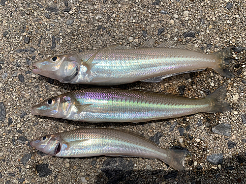 キスの釣果