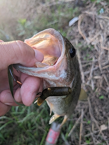 ラージマウスバスの釣果