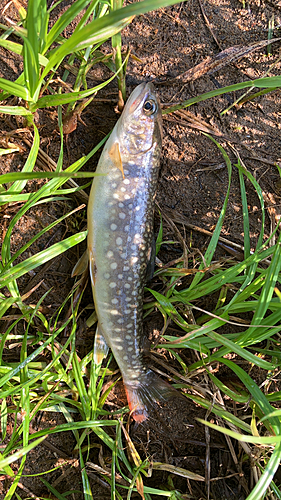 イワナの釣果