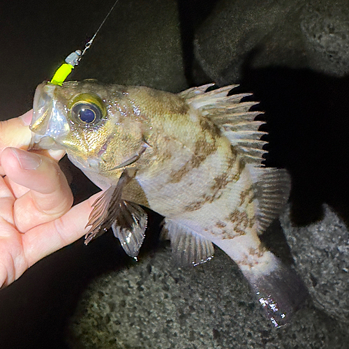 アカメバルの釣果