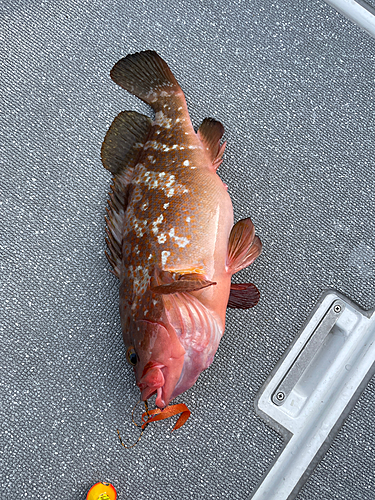 アコウの釣果