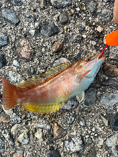 ベラの釣果