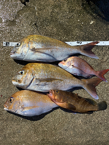 タイの釣果