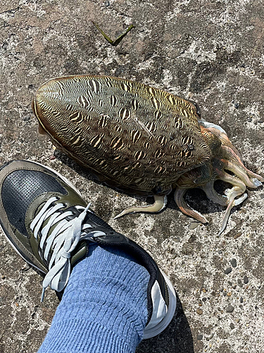 モンゴウイカの釣果