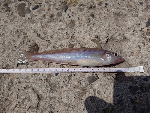 キスの釣果