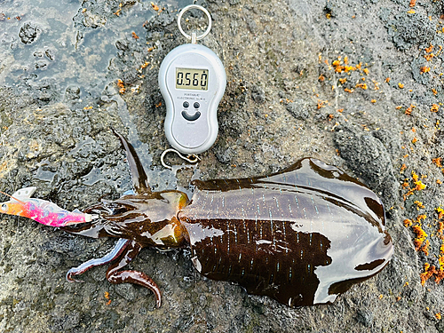 アオリイカの釣果