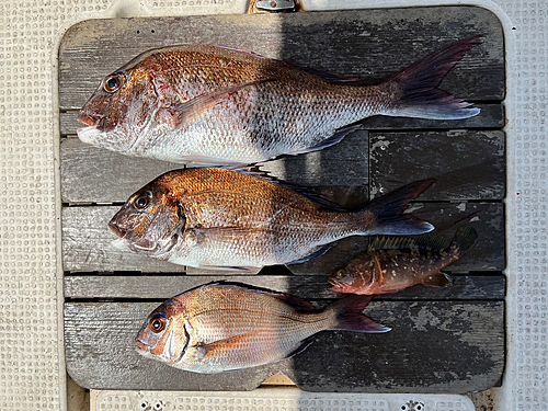 タイの釣果