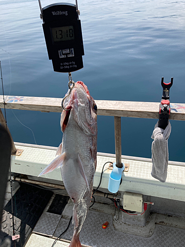 マダイの釣果