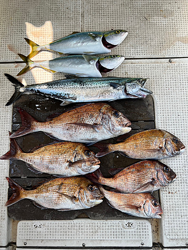 タイの釣果