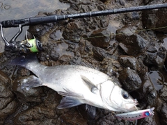 フッコ（ヒラスズキ）の釣果