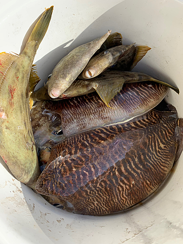 コウイカの釣果