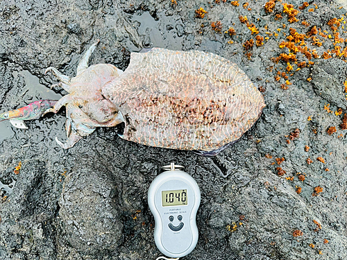 コウイカの釣果