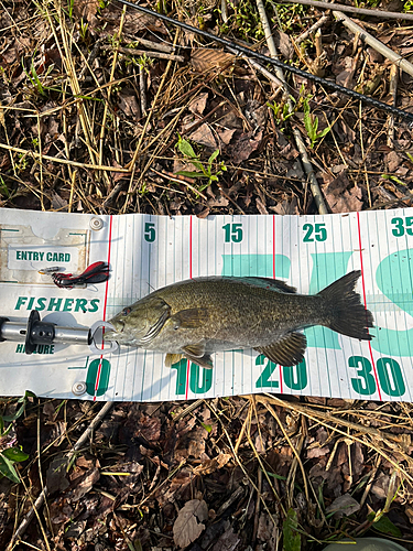 スモールマウスバスの釣果