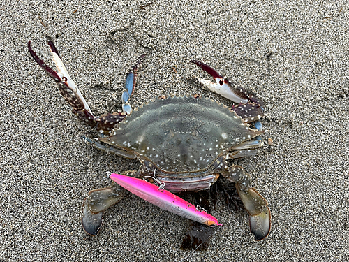 ガザミの釣果