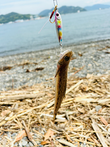 エソの釣果