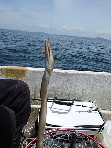 ダイナンウミヘビの釣果