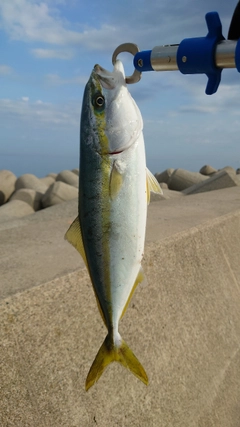 フクラギの釣果