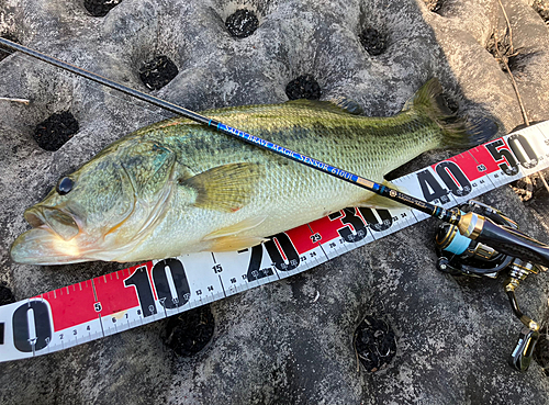 ブラックバスの釣果