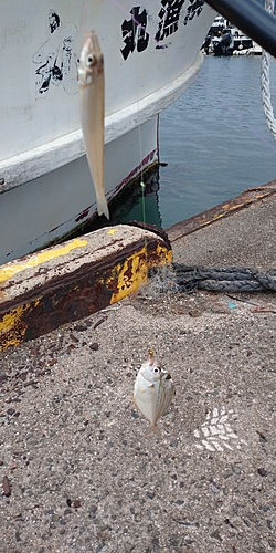 エノハの釣果