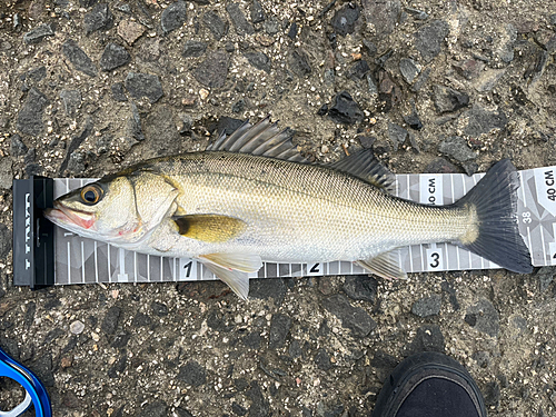 シーバスの釣果