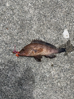 オオモンハタの釣果