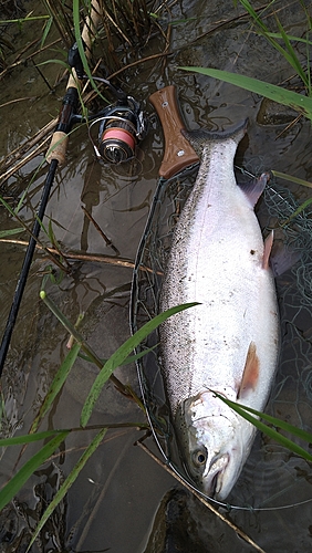 ニジマスの釣果