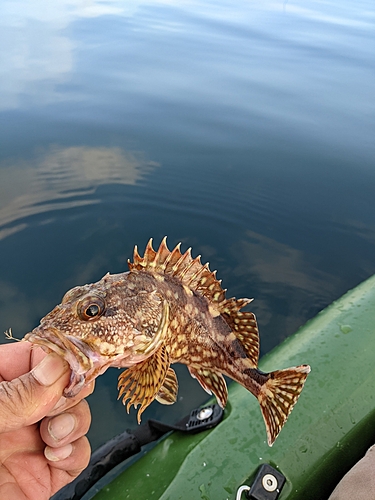 釣果