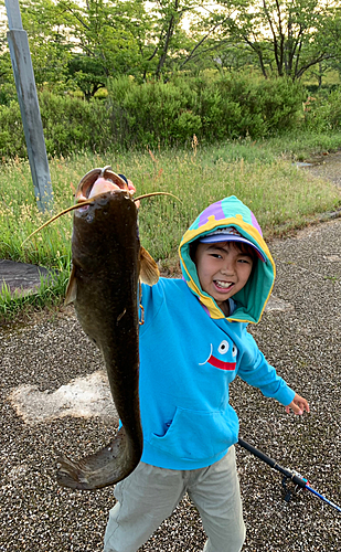 ナマズの釣果