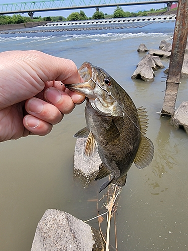 釣果