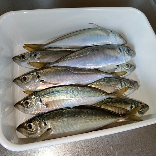 アジの釣果