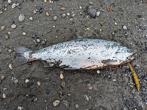 サクラマスの釣果