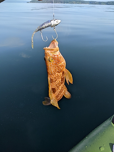 釣果