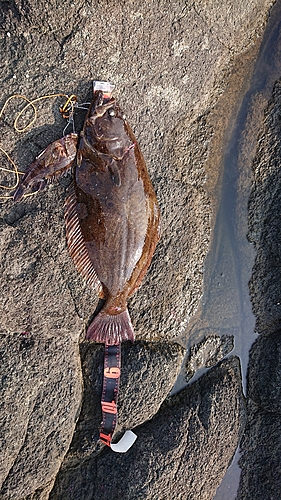 ヒラメの釣果