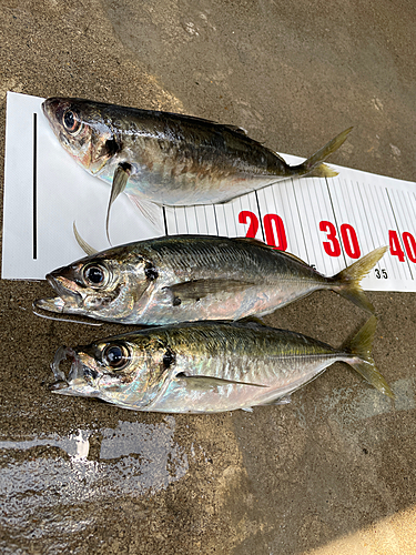 アジの釣果