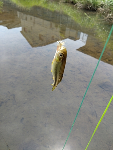 カワムツの釣果