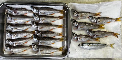 クロムツの釣果