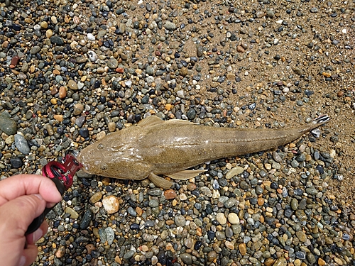 マゴチの釣果