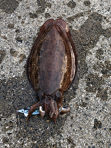 カミナリイカの釣果