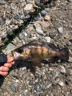 メバルの釣果