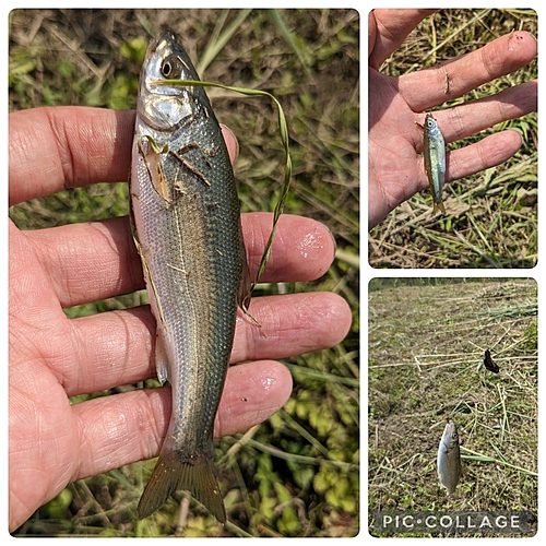 ウグイの釣果