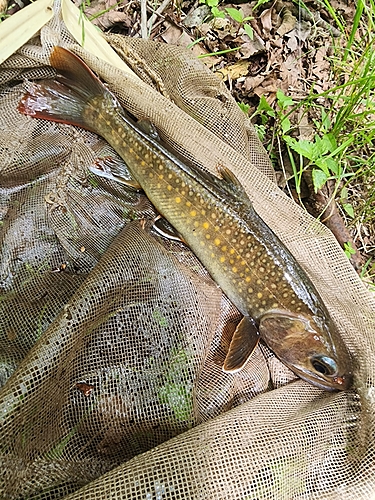 イワナの釣果