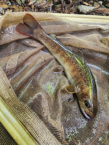 イワナの釣果